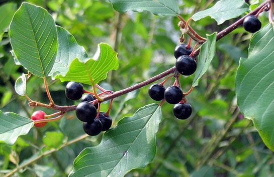Крушина ломкая или крушина ольховидная (лат. Frangula alnus)