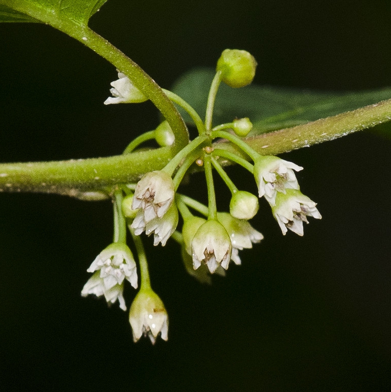  Крушина ломкая, крушина ольховидная (лат. Frangula alnus) Соцветие