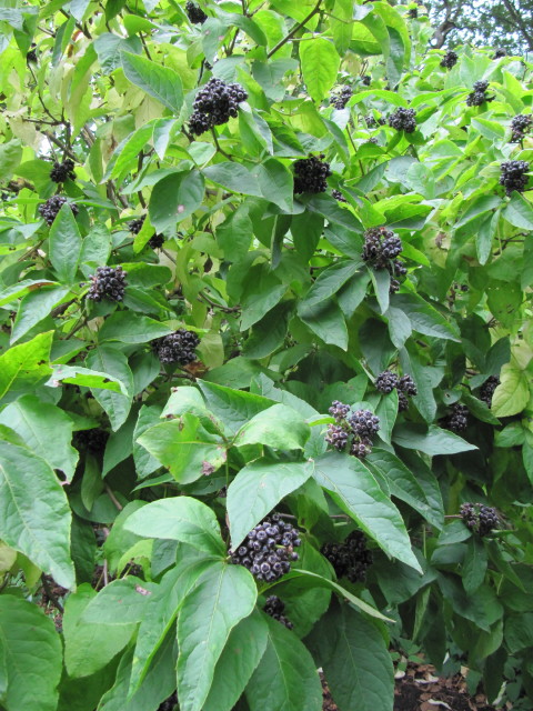 Eleutherococcus cissifolius / ©flickr Eleutherococcus cissifolius