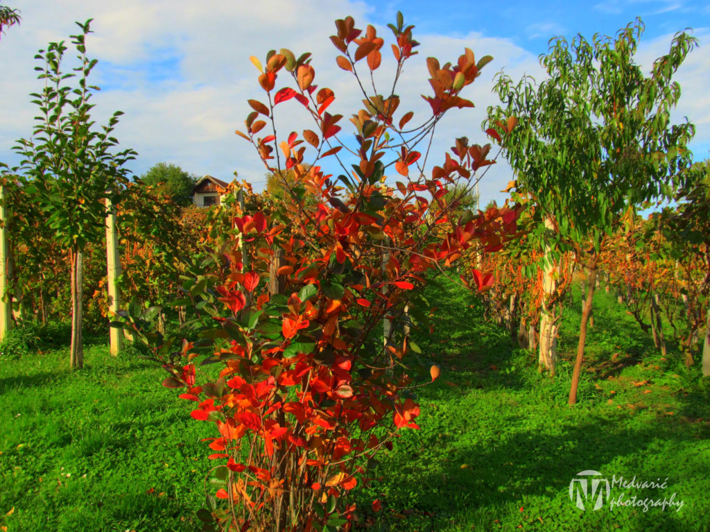 Черноплодная рябина / Aronia / Осень / ©flickr Черноплодная рябина / Aronia / Осень