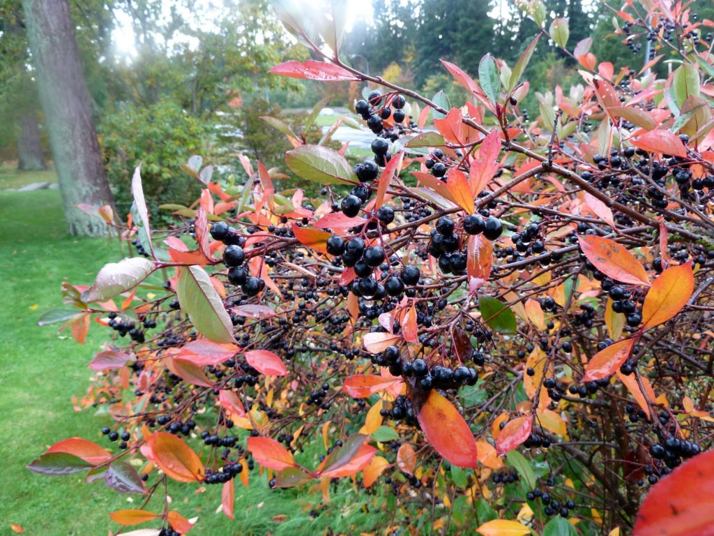 Черноплодная рябина / Aronia Melanocarpa / ©flickr Черноплодная рябина / Aronia Melanocarpa