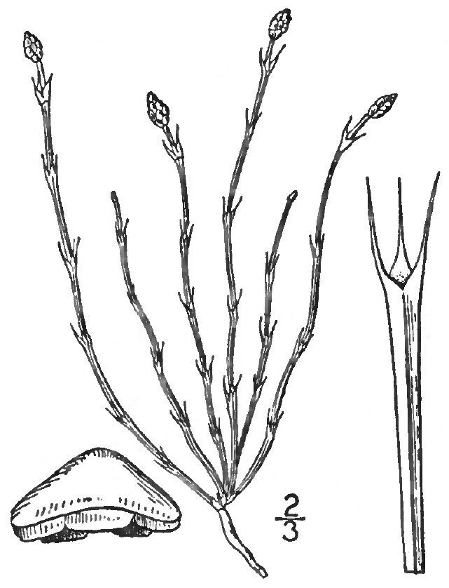 Хвощ камышовый (Equisétum scirpoides) (CC0 1.0) Хвощ камышовый (Equisétum scirpoides)