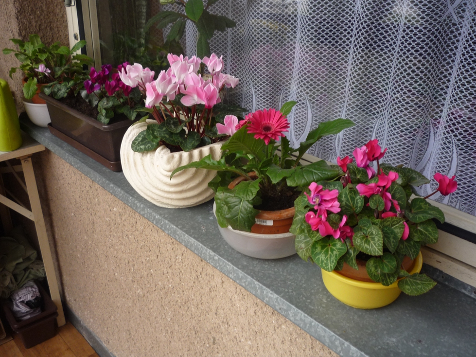 Цикламен / Cyclamen purpurascens
