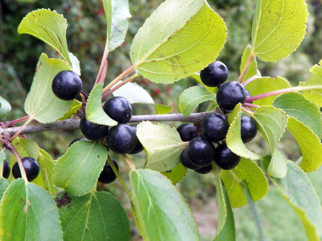 Крушина ломкая или крушина ольховидная (лат. Frangula alnus)