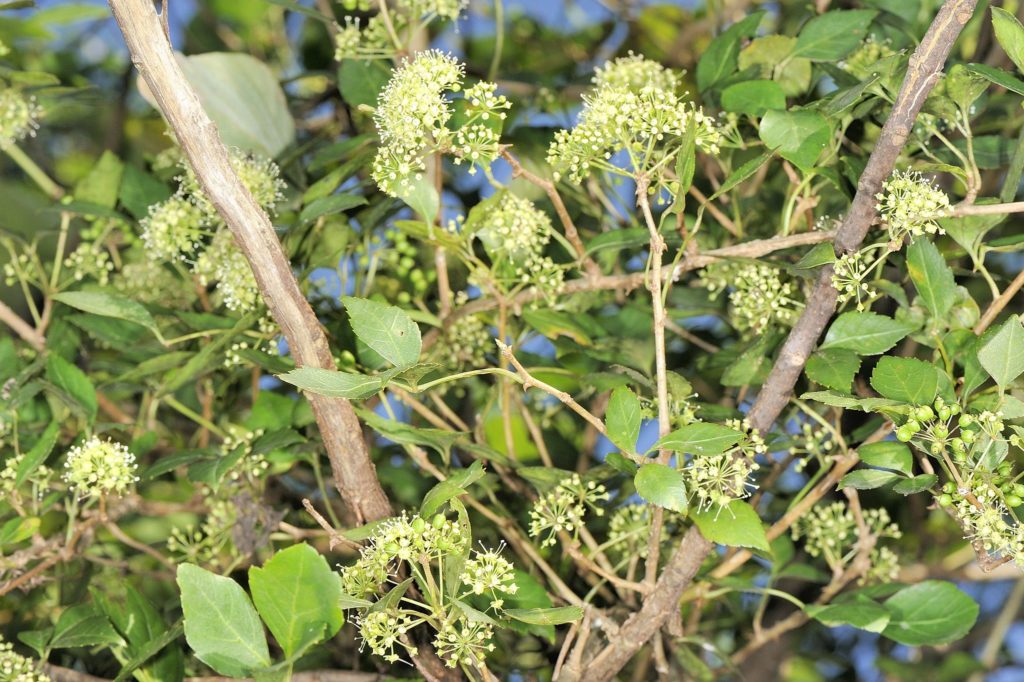 Eleutherococcus trifoliatus / ©flickr Eleutherococcus trifoliatus