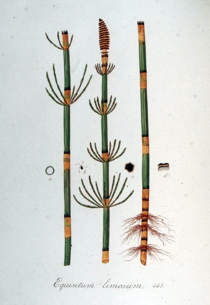 Хвощ приречный, речной или топяной (Equisetum fluviatile) (CC0 1.0) Хвощ приречный, речной или топяной (Equisetum fluviatile)