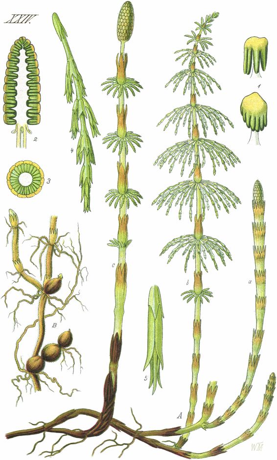 Луговой (Equisetum pratense) (CC0 1.0) Луговой (Equisetum pratense)