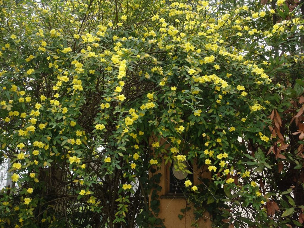 Жасмин примулинум Jasminum primulinum 
