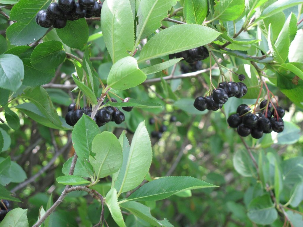 Aronia melanocarpa дикорос малосъедобна / ©Ayotte, Gilles, 1948- Aronia melanocarpa дикорос малосъедобна / ©Ayotte, Gilles, 1948-