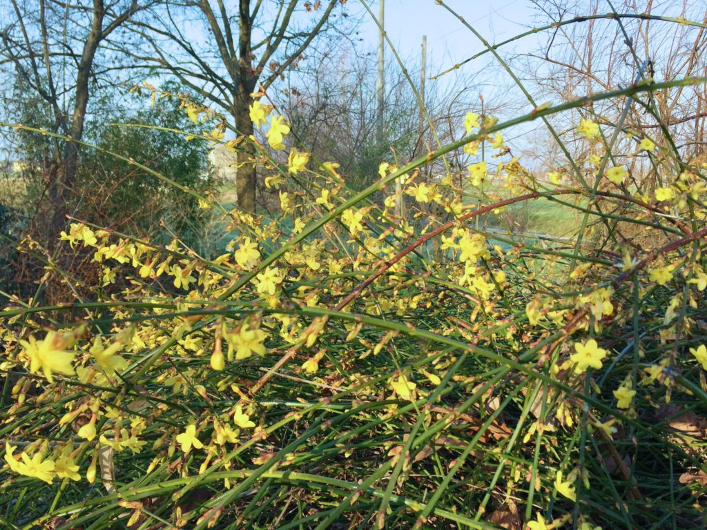Жасмин голоцветковый, голоцветный, зимний (Jasminum nudiflorum)