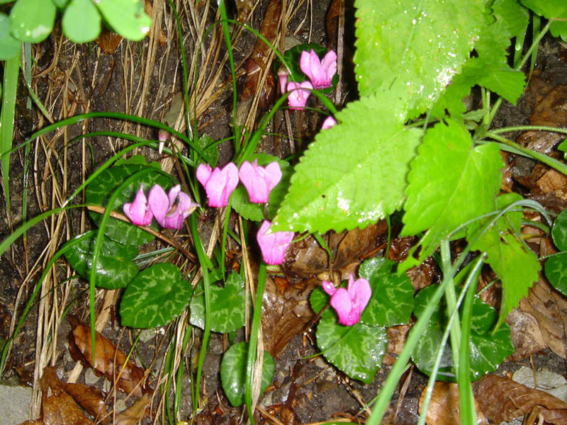 Цикламен / Cyclamen purpurascens