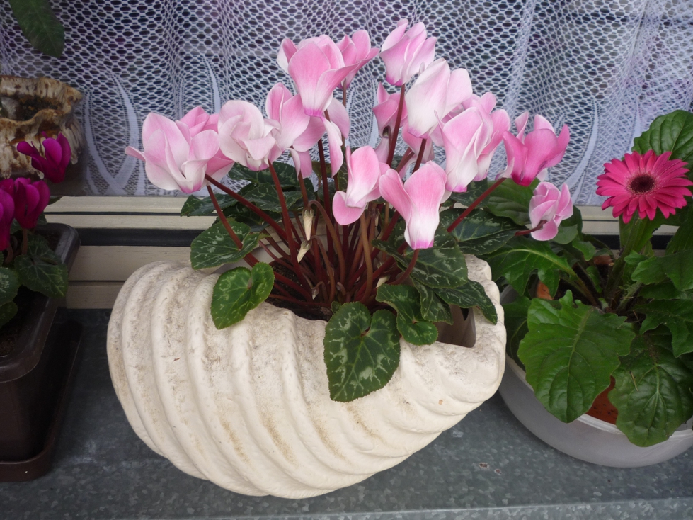 Цикламен / Cyclamen purpurascens