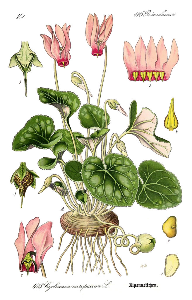 Цикламен / Cyclamen purpurascens