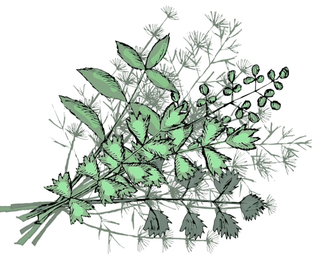 Кустарники / Э image 13 - Кустарники / Э