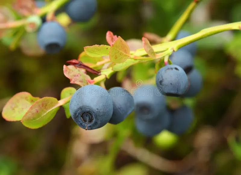 Vaccinium myrtillus (черника) / ©dreamstime Vaccinium myrtillus (черника)