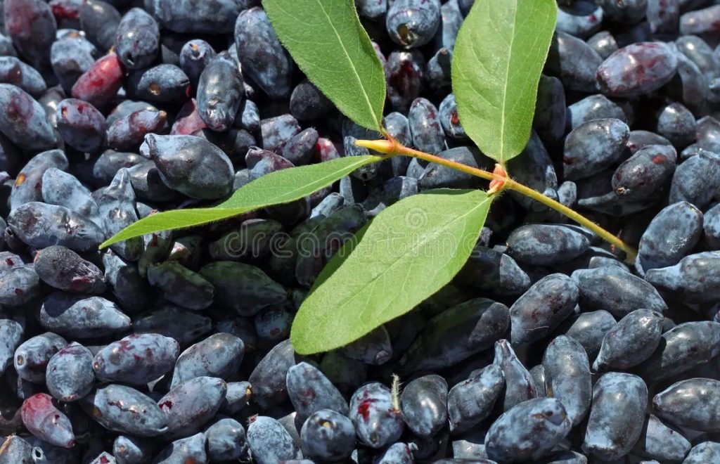 Каприфолий съедобный (Lonicera edulis), куст со съедобными плодами. Плоды этого типа съедобны, на вкус сладко-кислые, употребляются свежими, в виде компотов, соков, заготавливаются впрок / ©Irina Gorbacheva | Dreamstime.com Жимолость съедобная (Lonicera edulis), куст со съедобными плодами. Плоды этого типа съедобны, на вкус сладко-кислые, употребляются свежими, в виде компотов, соков, заготавливаются впрок