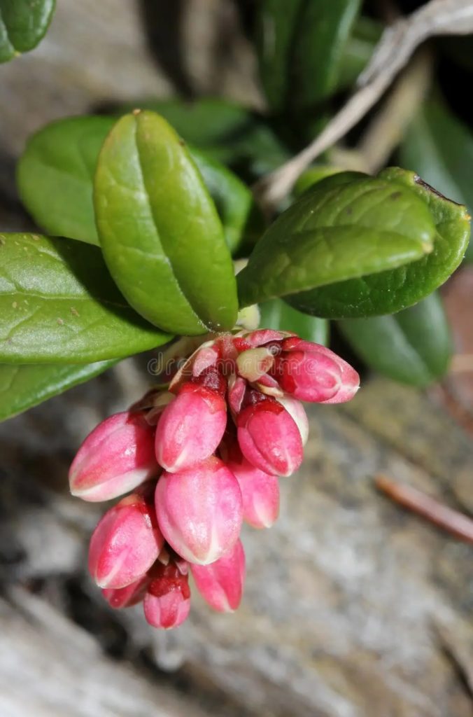 Красные бутоны брусники (vaccinium vitis-idaea) / &copy;dreamstime