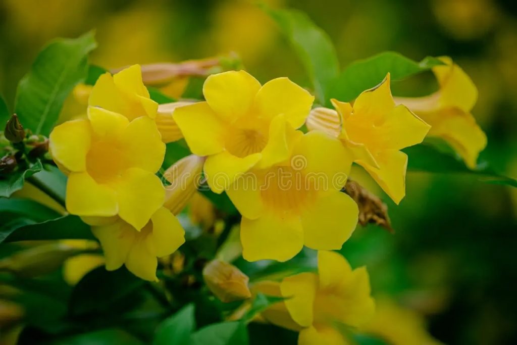 Жасмин Jasminum nudiflorum