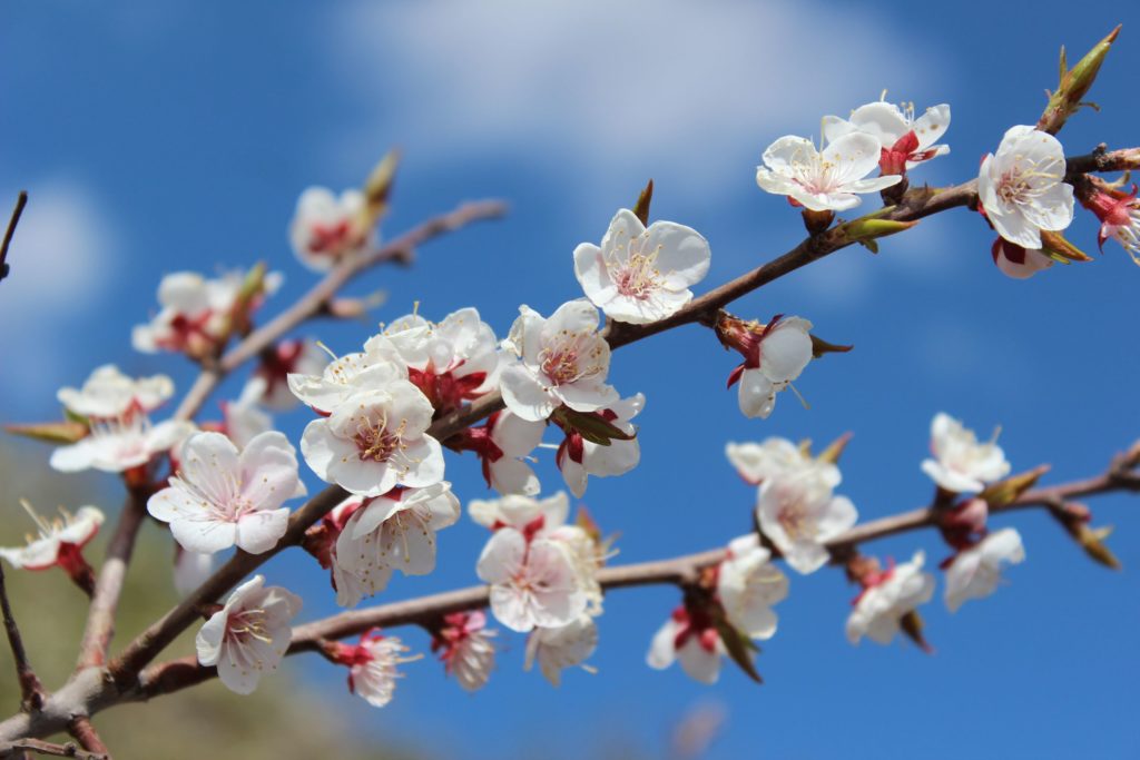 Абрикос сибирский Prunus sibirica / Цветение сибирского абрикоса в Харатах