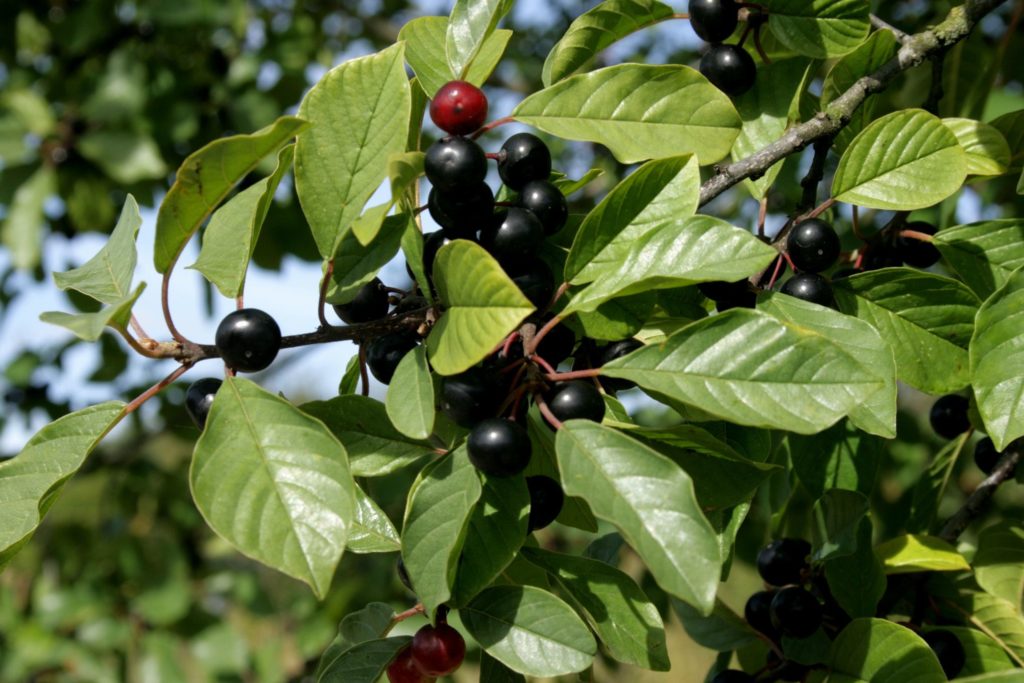 Крушина ломкая, крушина ольховидная (лат. Frangula alnus)