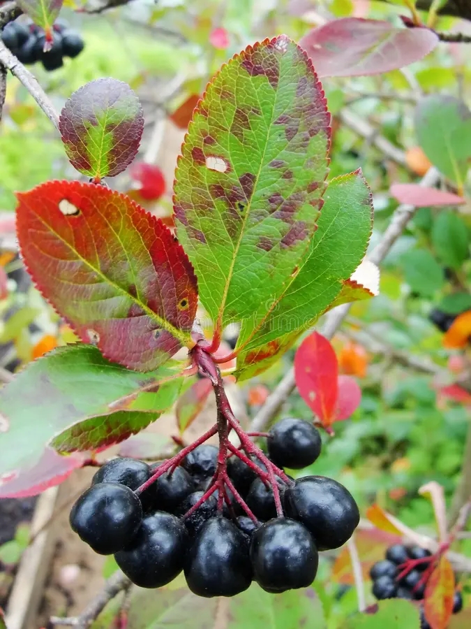 Арония Мичурина, Aronia mitschurini Осень / ©dreamstime Черноплодная рябина осенью