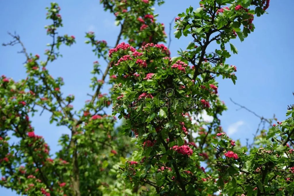 Боярышник Crataegus laevigata Paul s Scarlet / ©dreamstime Боярышник Crataegus laevigata Paul s Scarlet