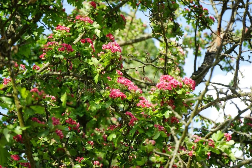 Боярышник Crataegus laevigata Paul s Scarlet / ©dreamstime Боярышник Crataegus laevigata Paul s Scarlet