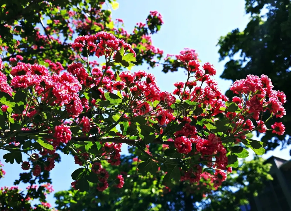 Боярышник Crataegus laevigata Paul s Scarlet / ©dreamstime Боярышник Crataegus laevigata Paul s Scarlet