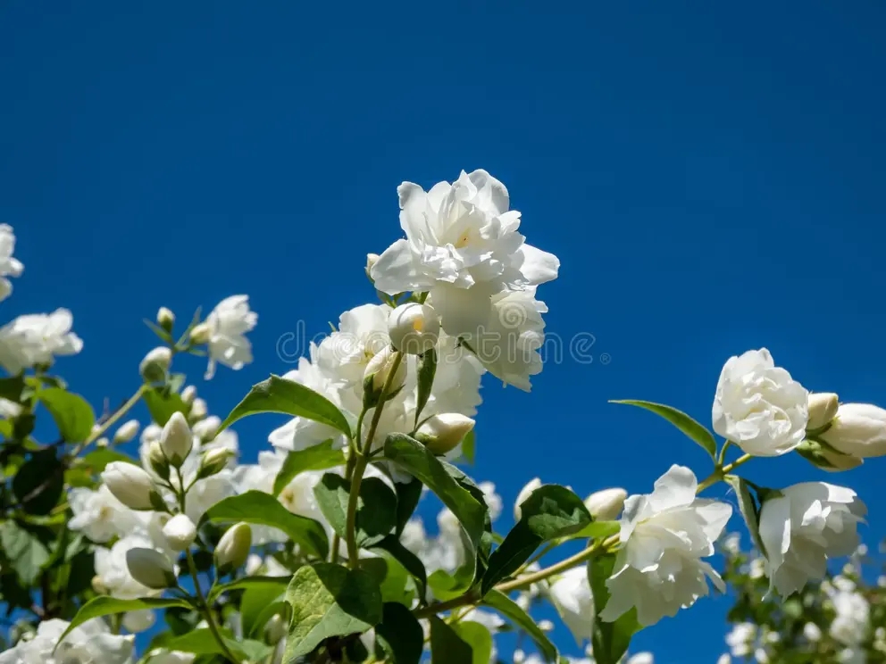 Чубушник виргинский (philadelphus x virginalis) Girandole - махровый листопадный гибридный кустарник (похож на жасмин)  