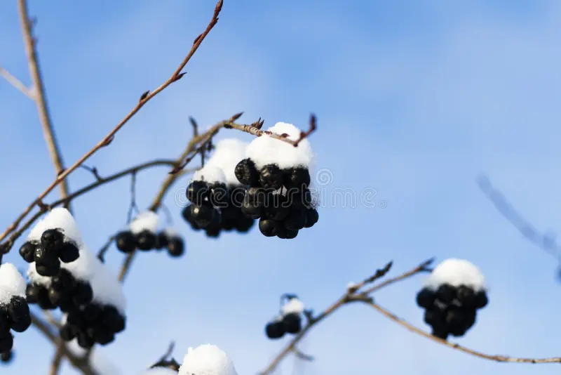 Черноплодная рябина под снегом / ©dreamstime Черноплодная рябина под снегом