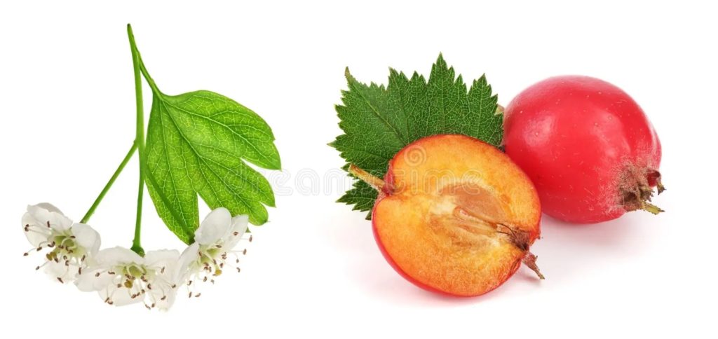 Цветки и плоды боярышника / ©dreamstime Боярышник / Цветки и плоды