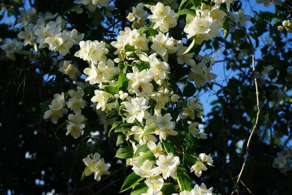 Пчела пролетает над белыми цветами Philadelphus coronarius (похож на жасмин) в июне