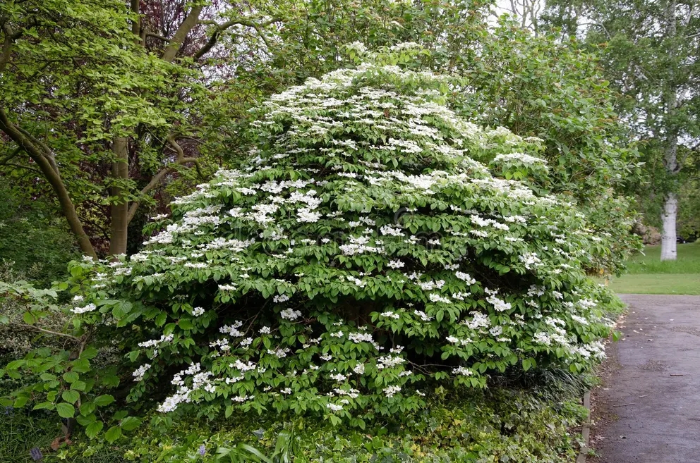 Калина (лат. Viburnum)