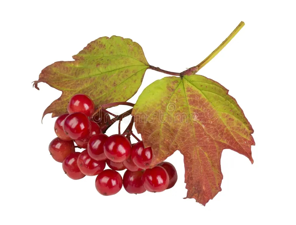 Калина (лат. Viburnum) 