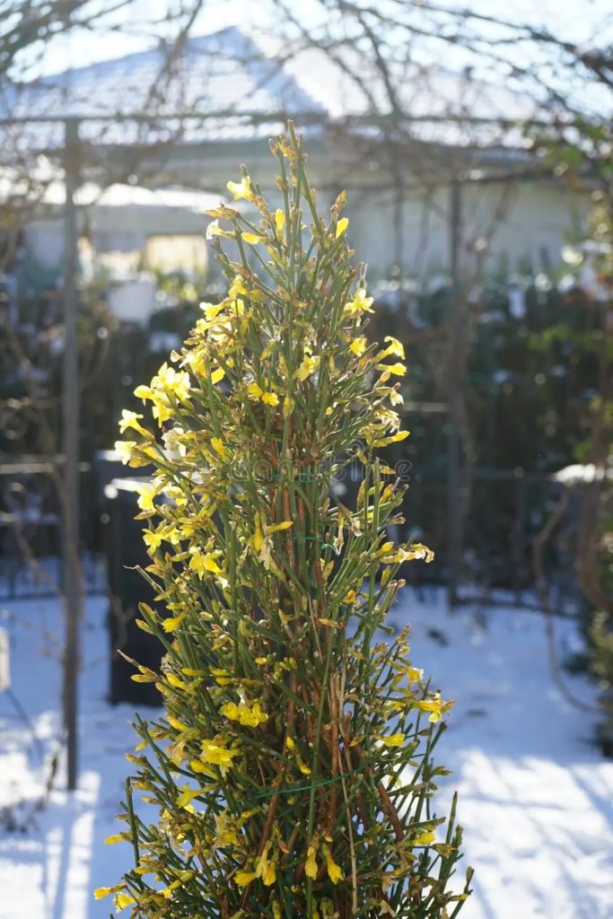 Жасмин / Цветущий куст Jasminum nudiflorum в январе в саду