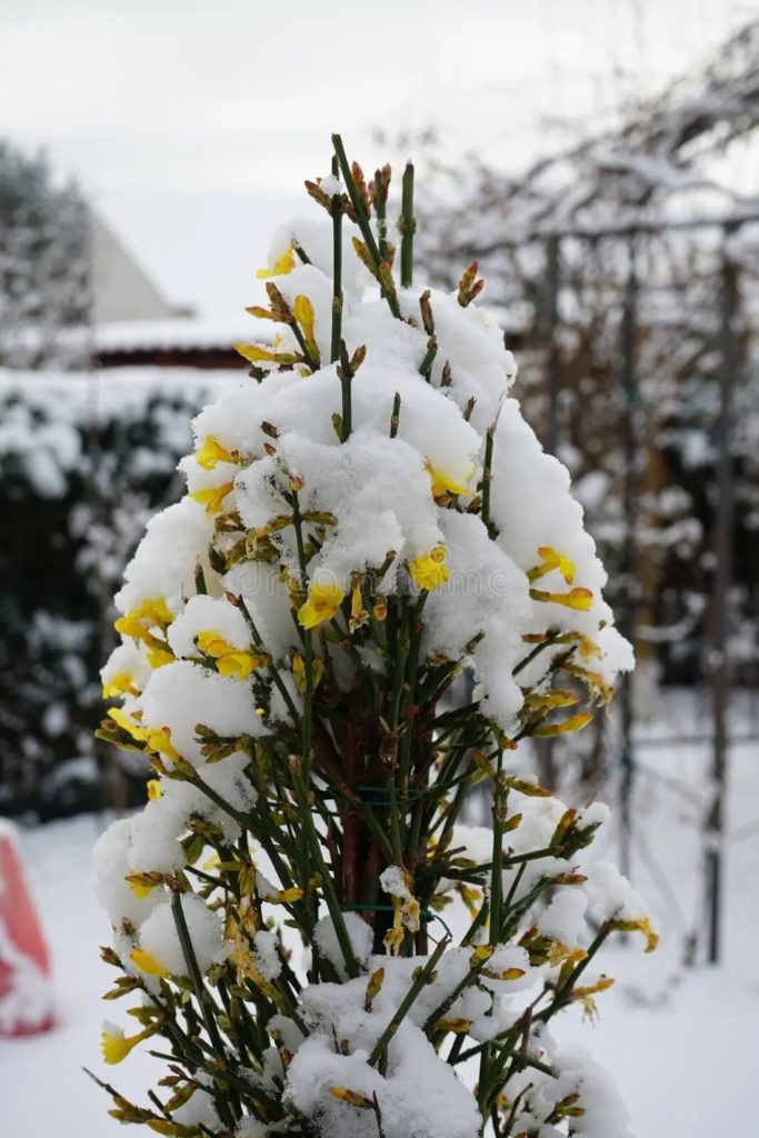 Жасмин / Цветущий куст Jasminum nudiflorum в январе в саду