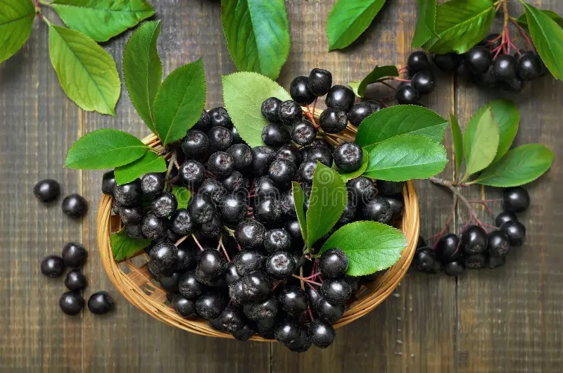 Арония Мичурина, Aronia mitschurini Урожай / ©dreamstime Черноплодная рябина