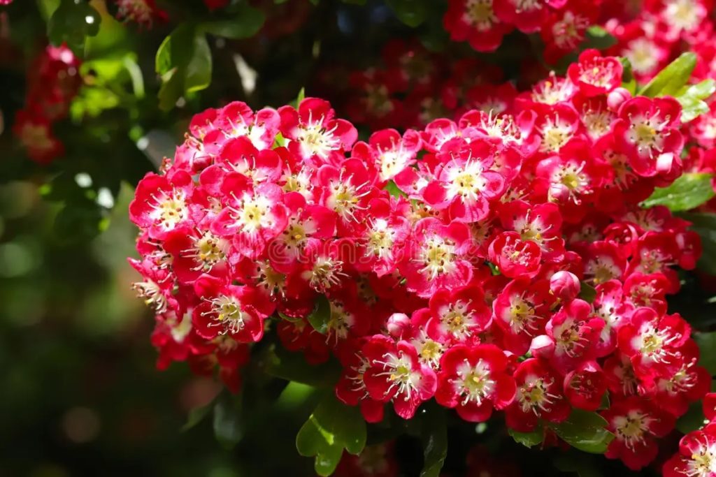 Боярышник. leavigata / ©dreamstime Боярышник. leavigata