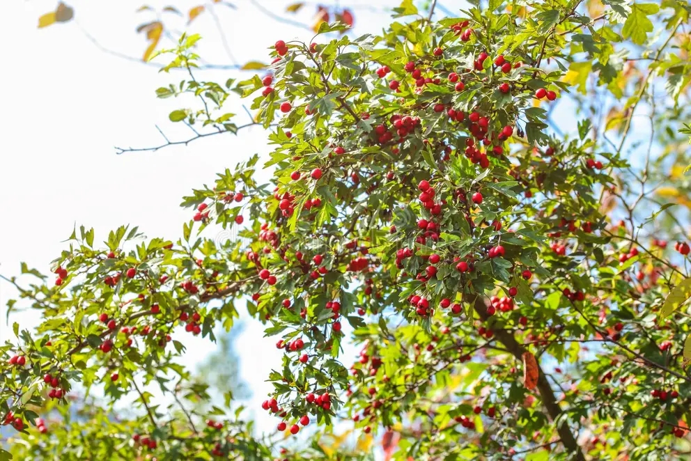 Куст боярышника боярышника Crataegus laevigata с красными ягодами / ©dreamstime Куст боярышника боярышника Crataegus laevigata с красными ягодами