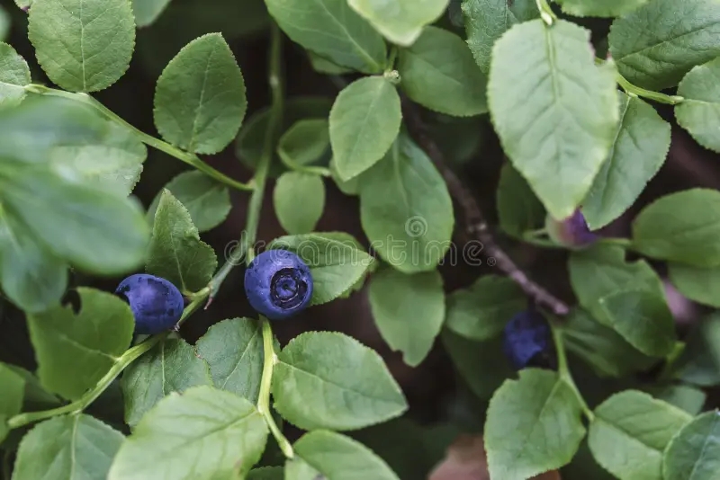 сочная черника Vaccinium myrtillus / ©dreamstime сочная черника Vaccinium myrtillus