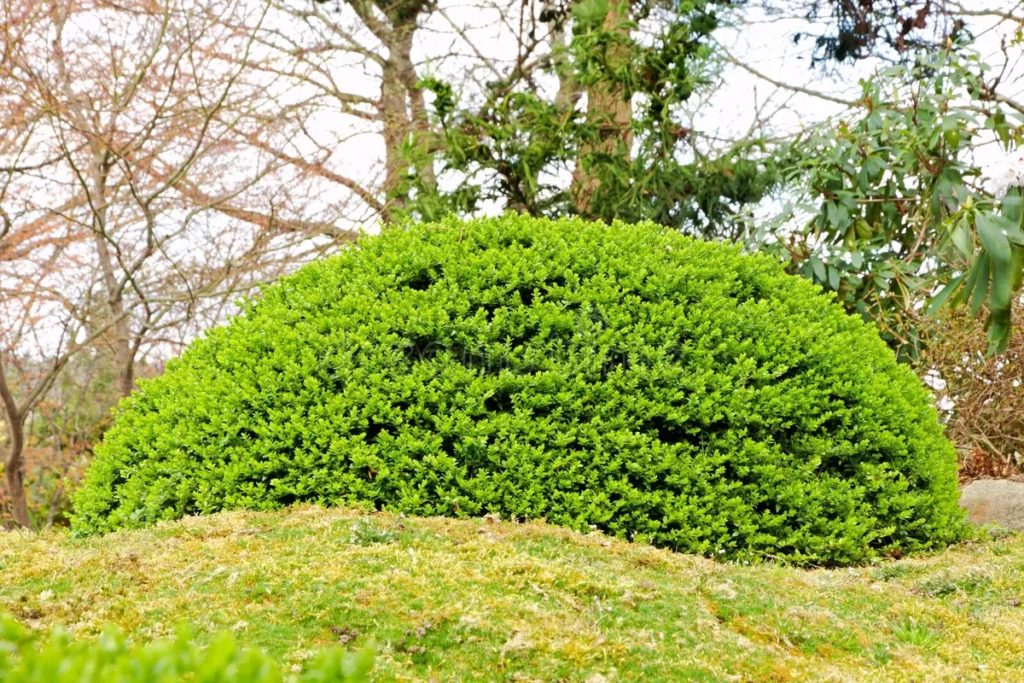 Стриженный nitida Lonicera кустарника весной / ©Filipfoto25 | Dreamstime.com Жимолость / Стриженный nitida Lonicera кустарника весной