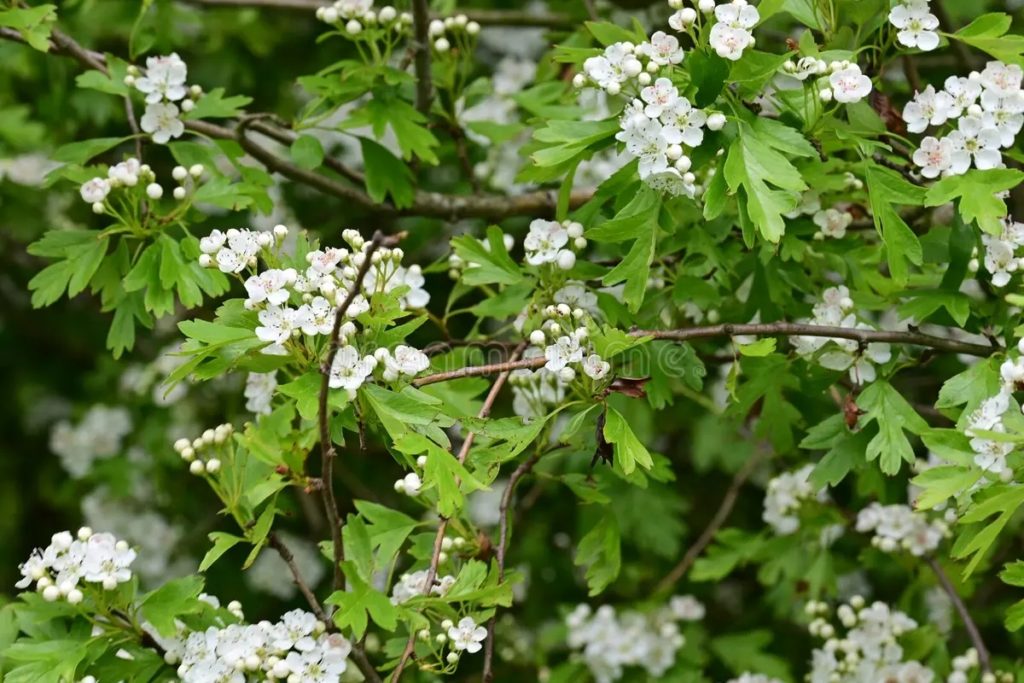Цветение боярышника Crataegus monogyna / ©dreamstime Боярышник - Crataegus monogyna