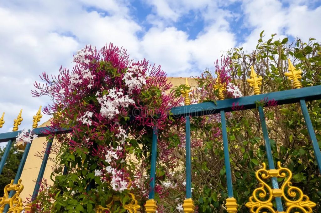 Многоцветковый жасмин Jasminum polyanthum цветет на фоне голубого забора
