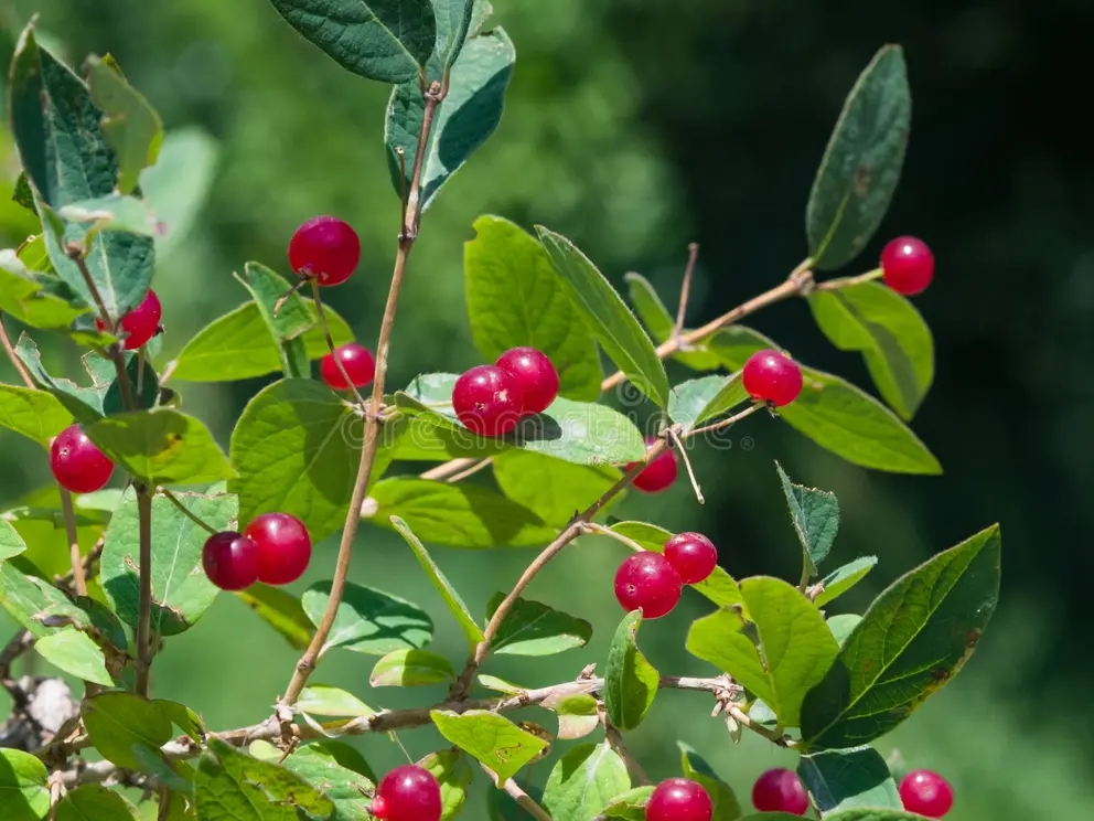 Европейский каприфолий xylosteum Lonicera, ядовитые ягоды / ©Argenlant | Dreamstime.com Жимолость / Европейский каприфолий xylosteum Lonicera, ядовитые ягоды