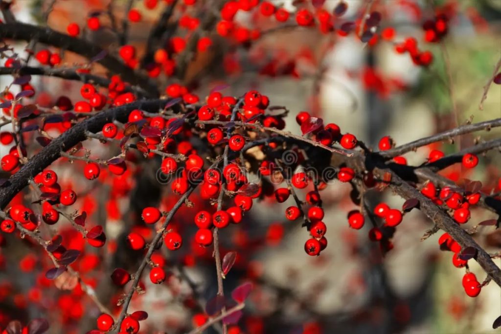 Ветка с ягодами боярышника обыкновенного односемянного, Crataegus monogyna / ©dreamstime Ветка с ягодами боярышника обыкновенного односемянного, Crataegus monogyna