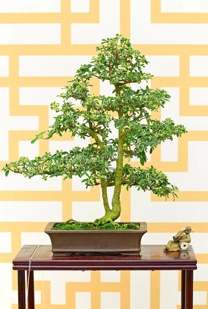 Бонсай nitida Lonicera / ©Pindiyath100 | Dreamstime.com Жимолость / Бонсай nitida Lonicera
