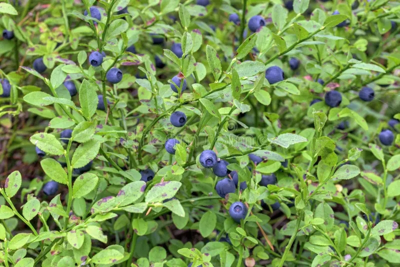 Vaccinium myrtillus / ©dreamstime Черника /Ягода