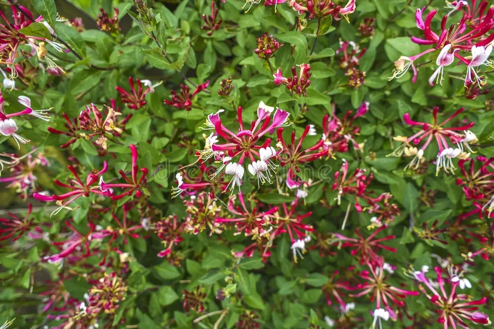 Цветоы periclymenum lonicera / ©Kamila KozioÅ‚ | Dreamstime.com Жимолость / Цветоы periclymenum lonicera