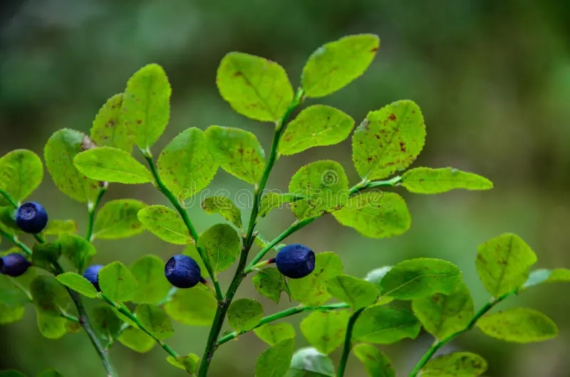 дикая черника Vaccinium myrtillus / ©dreamstime дикая черника Vaccinium myrtillus