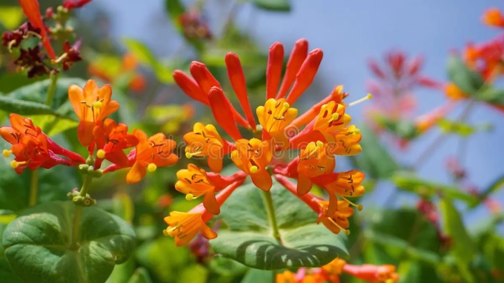 Цветки sempervirens Lonicera / ©Elenic | Dreamstime.com Жимолость / Цветки sempervirens Lonicera